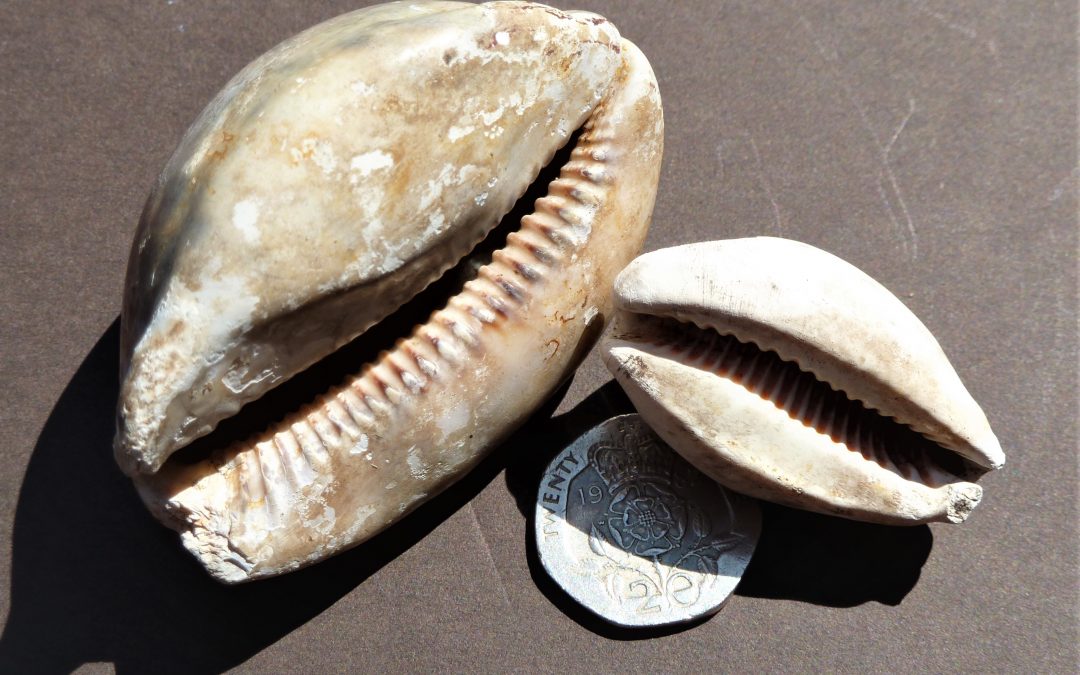 Cowrie shells